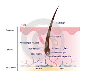 Diagram of hair structure anatomy vector illustration.