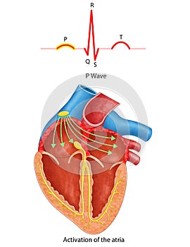 Diagram of heart P-waves