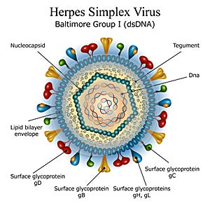 Diagram of Herpes simplex virus particle structure photo