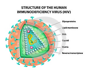 Diagram of the HIV virus. Vector photo