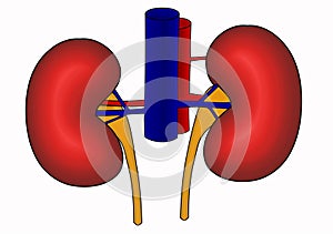 Diagram of human kidneys photo