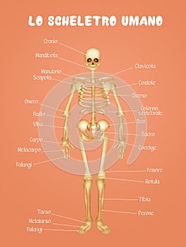 Diagram of the human skeleton