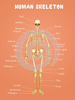 Diagram of the human skeleton