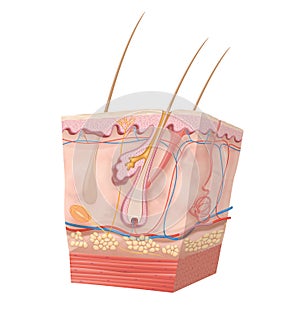 Diagram of human skin structure