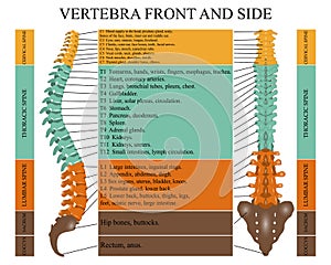 Diagram of a human spine in front and side with the name and description of all sections of the vertebrae, vector illustration.