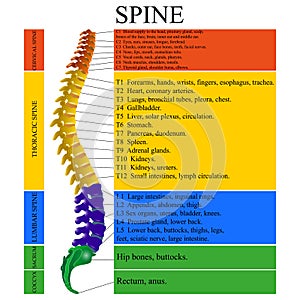 Diagram of a human spine with the name and description of all sections of the vertebrae, vector illustration.
