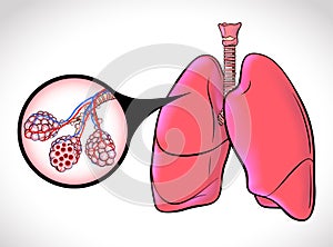 The diagram illustrates the healthy trachea and air sacs of the human lungs highlighted with black lines for easy viewing