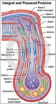 A diagram illustrates the structure of