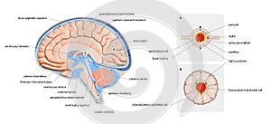 Diagram Illustrating Cerebrospinal Fluid CSF in the Brain Central Nervous System. Brain structure,2d graphic