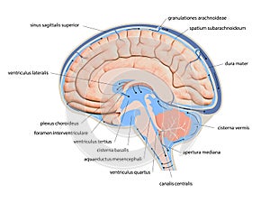 Diagram Illustrating Cerebrospinal Fluid CSF in the Brain Central Nervous System. Brain structure,2d graphic