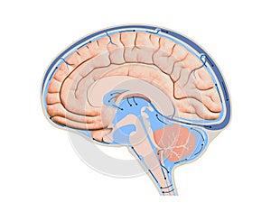 Diagram Illustrating Cerebrospinal Fluid CSF in the Brain Central Nervous System. Brain structure,2d graphic photo