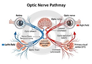 Diagram illustrating the optic nerve pathway. Includes eyes, optic