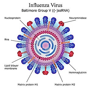 Diagram of Influenza virus particle structure
