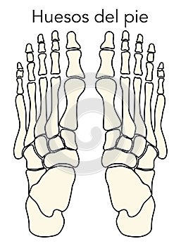 Diagram or infographic of the bones that make up a foot from an aerial view photo