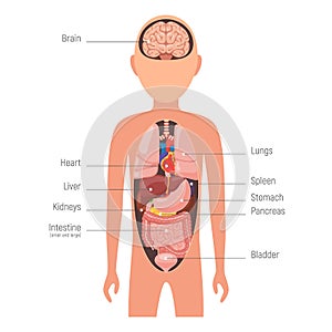 Diagram internal organs