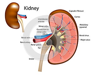 Diagram Kidney Internal Structure.