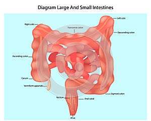 Diagram Large And Small Intestines. photo