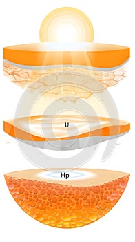 A diagram of the layers of the skin, with the top layer being the epidermis generated by AI photo