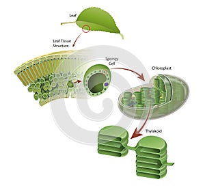 Diagram of a leaf structure