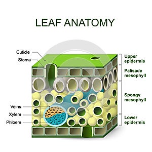 Diagram of leaf structure