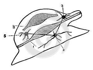 Diagram of a Mollusca vintage illustration