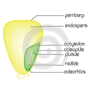 Diagram of a monocotyledon seed