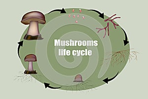 Diagram mushroom anatomy life cycle stages