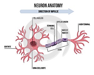 Diagram of Neuron Anatomy. Illustration of neuron anatomy