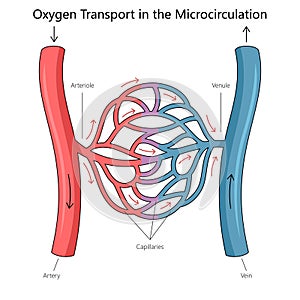 Diagram Oxygen Transport diagram medical science
