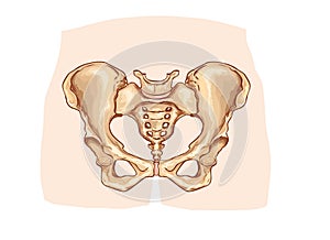 Diagram of the pelvic girdle labeled