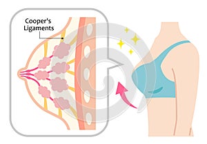 Diagram of perky female boobs illustration. ligaments of Cooper hold them and maintain the structure. Isolated on white background