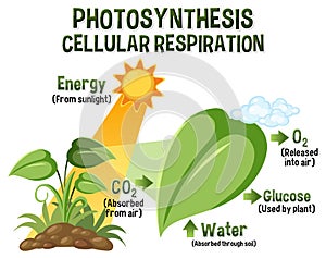 Diagram of Photosynthesis for biology and life science education