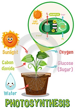 Diagram of Photosynthesis for biology and life science education