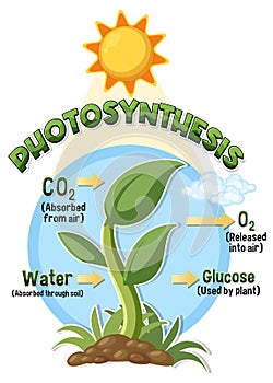 Diagram of Photosynthesis for biology and life science education