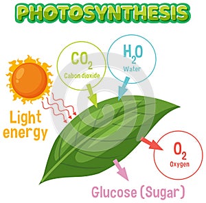 Diagram of Photosynthesis for biology and life science education