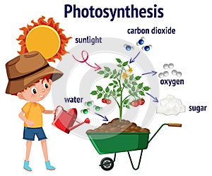 Diagram of Photosynthesis for biology and life science education