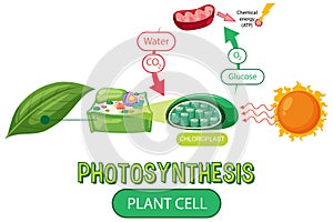 Diagram of Photosynthesis for biology and life science education