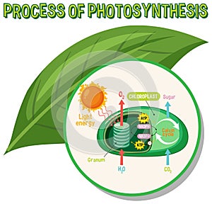 Diagram of Photosynthesis for biology and life science education