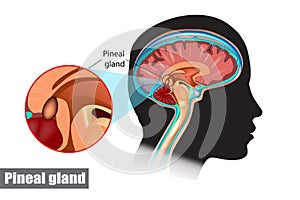 Diagram of pituitary and pineal glands in the human brain