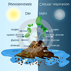 Diagram of plant photosynthesis. Photosynthesis explanation science.