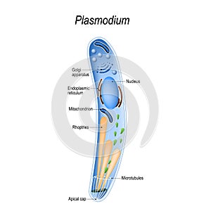 Diagram of Plasmodium structure