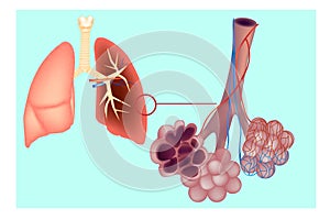 Diagram the pulmonary alveolus air sacs in the lung. photo