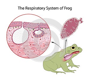 Diagram of the respiratory system of an adult frog