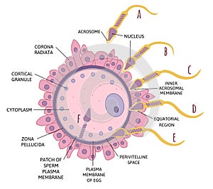 Diagram sequence of events in penetration of coverings and plasma membrane of egg. Spermatozoon penetrates in ovum