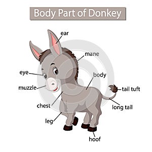 Diagram showing body part of donkey