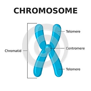 Chromosome parts. Structure of a chromosome. Centromere, telomere, chromatids. photo