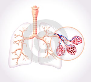 Diagram showing the healthy trachea and air sacs of the human lungs