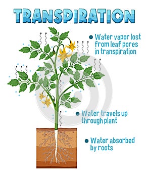 Diagram showing plant transpiration