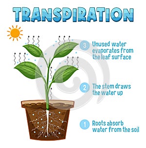 Diagram showing plant transpiration