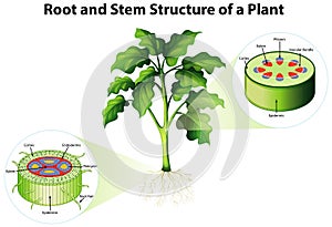 Diagram showing root and stem structure of a plant